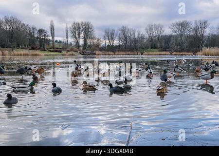 Stockenten und Bohnensträucher im Teich im Szczesliwicki-Park im Bezirk Ochota in Warschau, der Hauptstadt Polens Stockfoto