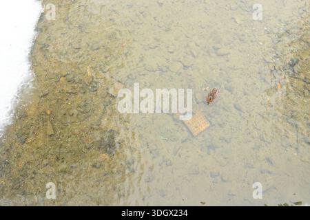 Eine Stocke drake schwimmt entlang eines teilweise gefrorenen Flusses. Stockfoto