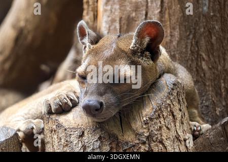 Fossa (Cryptoprocta ferox) schlafend in einem Baum Stockfoto