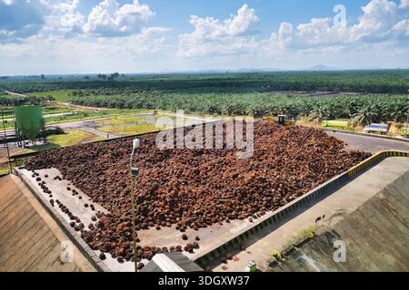 Hochwinkelansicht eines kolossalen Haufens reifer frischer Obststräuße in einem Empfangsgebiet der Palmölmühle in Kalimantan, Borneo, Indonesien, Südosten von AS Stockfoto