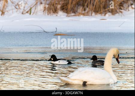 Ein Paar Goldaugen und vor ihnen ein stummer Schwan am Rand des Eises Stockfoto