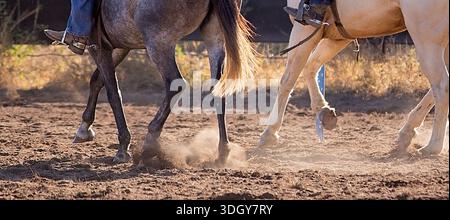Nahaufnahme von Pferdebeinen und fließenden Schwänzen, die sich durch den hinterleuchteten Staub in einer westlichen Arena bewegen. Stockfoto