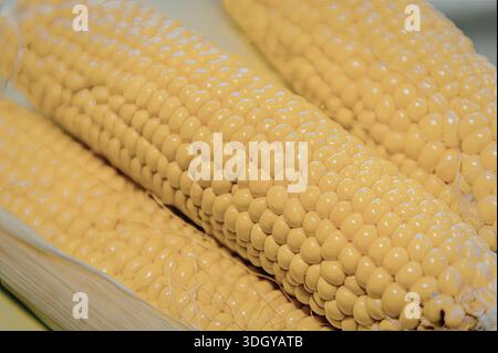 Ein Nahaufnahme von zwei Ohren frisch gepflückten Maiskolben, die die leuchtend gelben Kerne und die natürliche Textur des Maiskolbens zeigen. Stockfoto