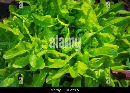 Nahaufnahme eines grünen Eichenblattes Dubacek, der in einem Gartenbeet wächst. Frische, geraffte Blätter bei natürlichem Tageslicht Stockfoto