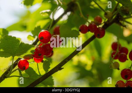 Nahaufnahme von roten Johannisbeeren, die an einem Busch hängen und von warmen Sonnenstrahlen beleuchtet werden. Reife Sommerbeeren mit leuchtender, durchscheinender Haut und natürlichem Gartenhintergrund Stockfoto