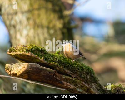 Wunderschöner Nuthatch, der in der Sonne auf einem moosigen toten Zweig sitzt Stockfoto