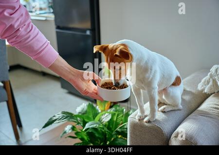 Die Frau hält eine weiße Schüssel mit Trockenfutter in der Nähe des Hundes, der auf dem Sofa sitzt. Besitzer bietet Futter für Haustiere zu Hause an. Konzept der Hundefutter und Tierpflege Stockfoto