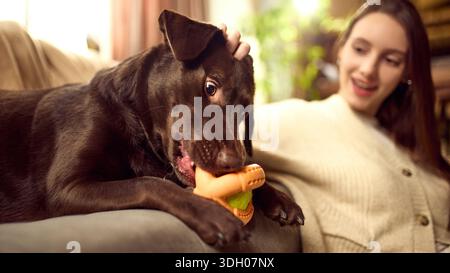 Kauspielzeug für Hunde auf dem Sofa während des Spielens zu Hause Stockfoto