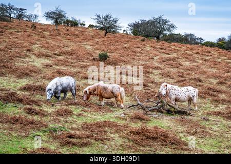 Ponys grasen auf dem Hügel des East Hill in der Nähe von Okehampton, Devon, England, Großbritannien. Stockfoto