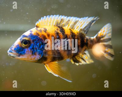 Aulonocara sp. Männlich mit leuchtenden Brutfarben Stockfoto
