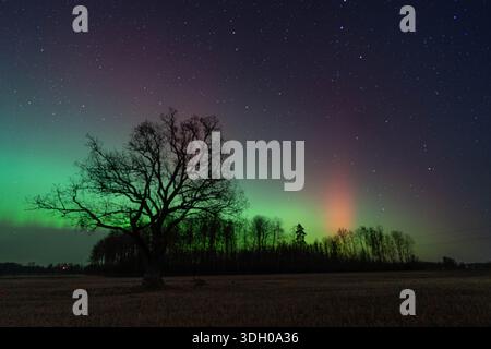 Nordlichter über ländlicher Landschaft mit einsamen Bäumen bei Nacht Stockfoto
