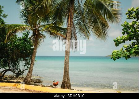 Huhn unter Palmen im klaren Wasser in Playa Sardinas, Culebra Stockfoto