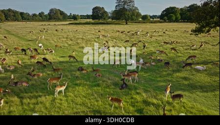 Aus der Vogelperspektive sehen Sie Hirsche in großer Gruppe, die friedlich auf den üppig grünen Wiesen weiden und sich ausruhen und die Wärme eines sonnigen Sommertages genießen. Wilde Natur im Hintergrund, Wildtiere entdecken. Drohnenflug Stockfoto