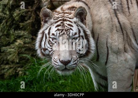 Obwohl ich Tiger in der Wildnis Indiens gesehen und fotografiert habe, wurde dieses Bild nicht in freier Wildbahn aufgenommen. Nahaufnahme des Kopfes des weißen Tigers. Stockfoto