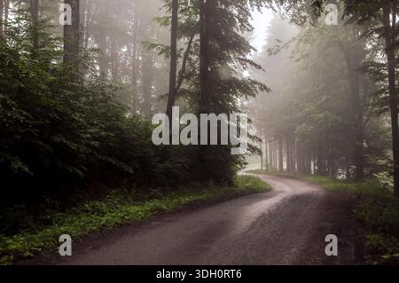 Eine gewundene Straße, die durch einen dichten Wald im Morgennebel führt. Hohe Bäume, nasser Bürgersteig und weicher Nebel. Stockfoto