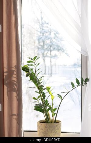 Zamioculcas zamiifolia (ZZ-Pflanze) in dekorativem Topf auf Fensterbank mit braunen und weißen Vorhängen, schneebedeckte Winterlandschaft draußen, weiches natürliches Licht und Stockfoto