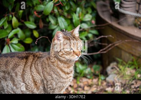 Braune Katze vor grünen Blättern. Braune Katze. Stockfoto