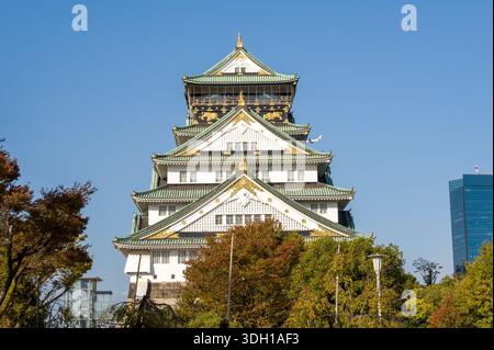 Osaka, Japan - 7. November 2023: Der Hauptturm der Burg Osaka ist von vorne zu sehen, umgeben von Herbstbäumen unter einem klaren blauen Himmel. Stockfoto