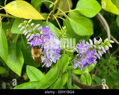 Guernsey. Natur. Biene auf lila blühendem Sträucher. Stockfoto