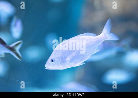 Nahaufnahme eines silberfarbenen Fischs, der durch klares blaues Wasser in einem Aquarium schwimmt. Das Bild hebt die Skala und das Auge des hervor Stockfoto