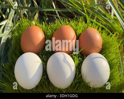 Hühnereier frisches hal Dutzend braunes und weißes Ei Stockfoto