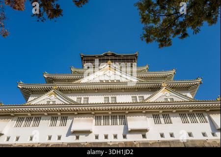Osaka, Japan - 7. November 2023: Der Hauptturm der Burg Osaka ist aus einem niedrigen Winkel zu sehen und zeigt seine mehrstöckigen weißen Wände, Ziegeldächer und Goldverzierungen unter einem klaren blauen Himmel, mit Ästen an der Spitze des Rahmens. Stockfoto