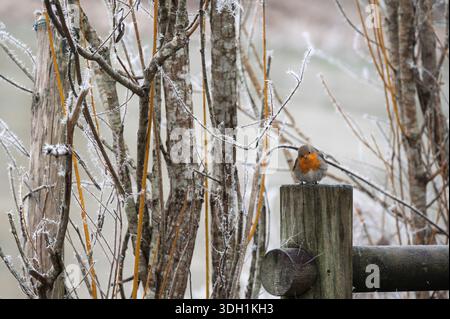 Europäischer rotkehlchen sitzt auf einem frostigen Holzpfosten im Winterwald Stockfoto