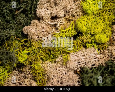Nahaufnahme der natürlichen Flechten- und Moos-Textur in Grün und Beige Stockfoto