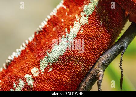 Red Panther Chamäleon (Furcifer pardalis), Schwanz, Detail, Haut, Gefangenschaft, Bayern, Deutschland Stockfoto