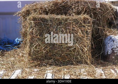Nahaufnahme von Heuballen auf der offenen Rückseite des weißen Pickup-Trucks im Spätsommer, Quebec, Kanada Stockfoto