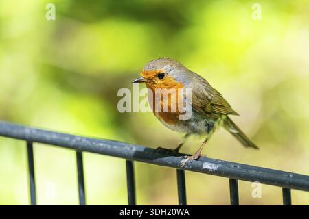 Europäischer robin (Erithacus rubecula) auf einem Zaun, Bayern, Deutschland Stockfoto