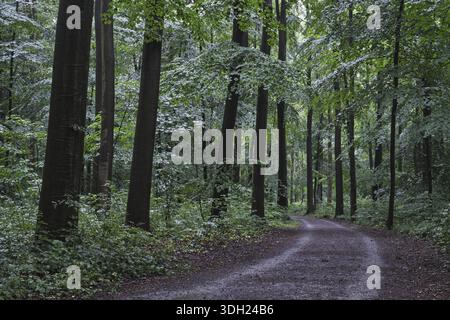 Waldweg führt durch einen Laubwald mit Kupferbuche (Fagus silvatica), Naturschutzgebiet Huelser Bruch, Krefeld, Nordrhein-Westfalen, Germa Stockfoto