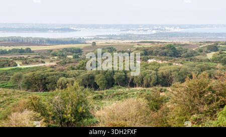 Buschwerk wächst auf Heideflächen neben Poole Harbour in Studland und Godlingston Heath National Nature Reserve in Dorset. Stockfoto