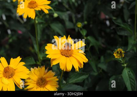 Gelbe Gänseblümchen (Calendula officinalis, Mariengold, Ringelblume, Ringelblume, Schottenblume, Ruddles, Ringelblume) in voller Blüte und Blüte Stockfoto