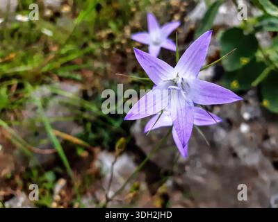 Violette campanula blüht in der natürlichen Umgebung, Makrofotografie aus der Nähe. Stockfoto