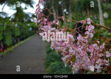 Rosafarbene Wildblumen entlang einer Landstraße im Frühling Stockfoto