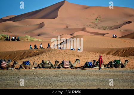 Kamelkarawane überquert Dünen in der Wüste Merzouga, Marokko Stockfoto