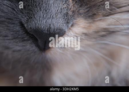Nahaufnahme der grauen Katzennase, Makrofoto Stockfoto