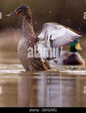 Weibliche Mallard-Ente, die Flügel auf dem Wasser streckt Stockfoto