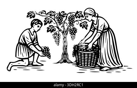 Illustration im Vintage-Stil von Menschen, die Trauben ernten. Traditionelles Holzschnitt-Aussehen, ländliche Landwirtschaft, Traubenernte und Weinbergsarbeiten dargestellt in Stock Vektor