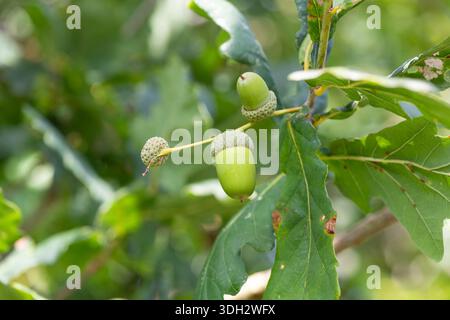 Nahaufnahme von Eicheln auf einer englischen Eiche (quercus robur) Stockfoto