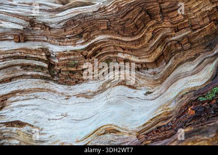 Nahaufnahme eines alten Baumstammes Stockfoto