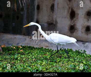 Großer Weißreiher auf der Jagd nach Echsen in Miami Beach, Florida, USA Stockfoto