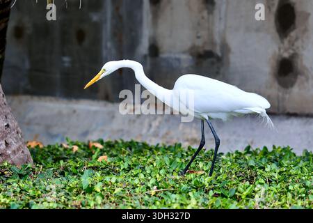Großer Weißreiher auf der Jagd nach Echsen in Miami Beach, Florida, USA Stockfoto