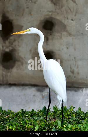 Großer Weißreiher auf der Jagd nach Echsen in Miami Beach, Florida, USA Stockfoto