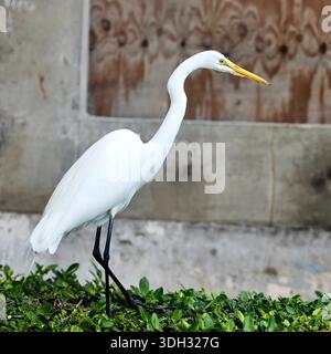 Großer Weißreiher auf der Jagd nach Echsen in Miami Beach, Florida, USA Stockfoto