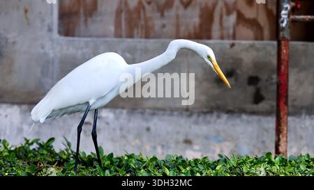 Großer Weißreiher auf der Jagd nach Echsen in Miami Beach, Florida, USA Stockfoto
