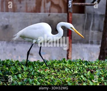 Großer Weißreiher auf der Jagd nach Echsen in Miami Beach, Florida, USA Stockfoto