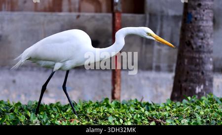 Großer Weißreiher auf der Jagd nach Echsen in Miami Beach, Florida, USA Stockfoto