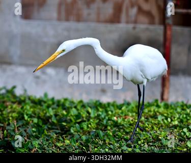 Großer Weißreiher auf der Jagd nach Echsen in Miami Beach, Florida, USA Stockfoto